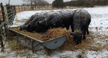 Helping Cows Cope with Cold Stress