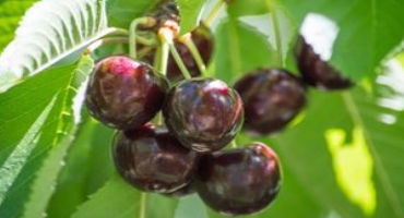 New Rules Help Cherry Growers