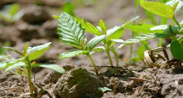 So you want to grow hemp in Ohio?