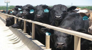 Feedlots May See Less Red Ink- More Black Ink in 2020
