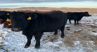 NDSU Extension Offers Pre- and Post-calving Advice