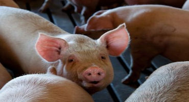 Developing standard operating procedures for your swine facilities