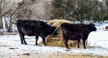 Keeping cattle warm in frigid weather