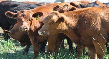Exploring the possibility of a grass-fed and grain-fed beef producer co-op in Michigan