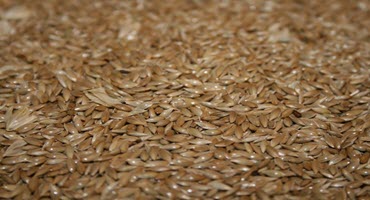 Advocating for canary seed