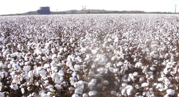 Cotton Farmers Hoping for Boost to US Cotton Exports with US China Phase One Trade Deal
