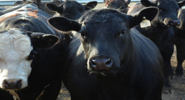 Alternative Feeding Strategies for Beef Cattle