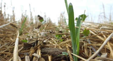 Cover Crops Can Be Used to Prevent Nitrogen Loss
