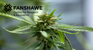 Fanshawe gets cannabis research licence