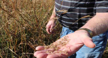 Purdy producer sees success in first-year warm-season crop