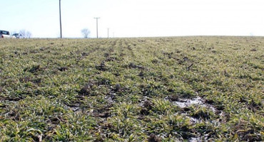 Farm Practices That Improve Soil Health: Cover Crops and Crop Residues