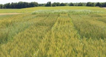 Spring wheat variety and agronomy trials