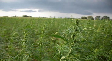 Growing Hemp in PA: What’s New for 2020
