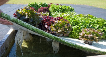 Hydroponic Vegetable Production