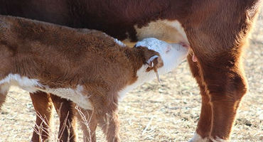 K-State: First milk important to successful calving experience