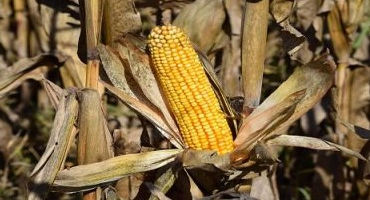 Report Compares Costs of Crop Production in Iowa