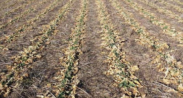 Topdressing canola: How to maximize the benefits 