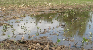 Muddy fields and rush to finish field work may move soybean cyst nematodes