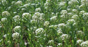 Double Cropping with Pennycress