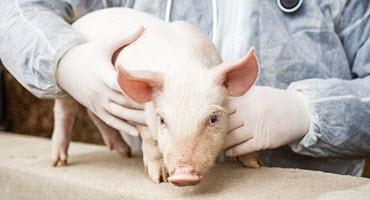 Finding alternatives to pig antibiotics