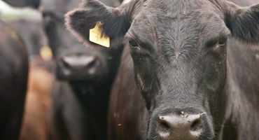 January Cattle Inventory Shows First Herd Contraction Since 2014