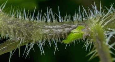 World of Weeds: Stinging nettle