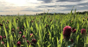Cover Crop Recipes for New Users