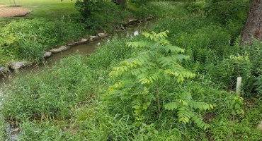 Riparian Buffers: Using the Power of Plants to Help Clean Our Waterways