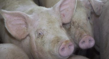 Pork Industry Confirms Confidence in U.S. Soy