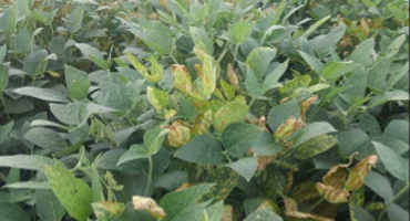 Evaluating a new soybean seed treatment to control Sudden Death Syndrome in Kansas