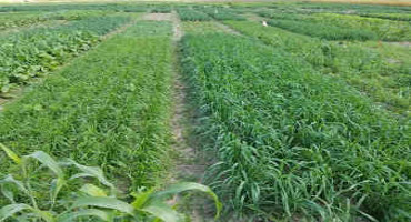 Variety Matters in Cover Crops