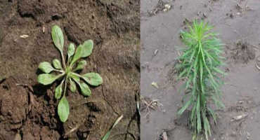 Marestail in Soybeans: Strategies for the Best Control