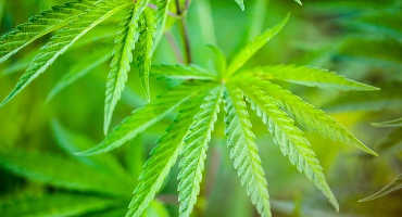 Considerations for potential hemp producers