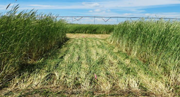 Cover Crops Play Vital Role in Soil Conservation