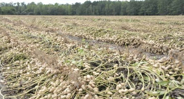 SC Peanut Crop Acreage Dependent On State’s Cotton Plantings