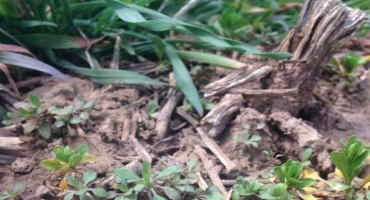 Cover Crops: An Effective Herbicide-Resistance Management Tool