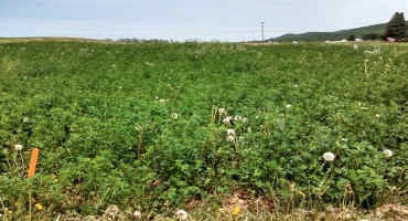 Spring Weed Control in Alfalfa.