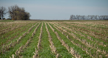 Receiving payments for cover crops