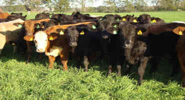How Much Should You Pay for a Bred Replacement Heifer?