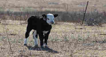 Minimizing Antibiotic Resistance in Beef Cattle