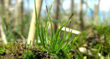 Ancient Hornwort Hints At New Ways To Grow Crops