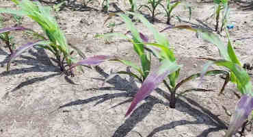 How to Prevent Fallow Syndrome in Corn