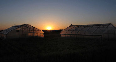 K-State Crop Researcher’s Work on Night-time Temps Earns Acclaim