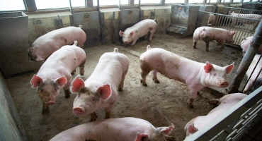 African Swine Fever and COVID-19 Novel Coronavirus are Not the Same