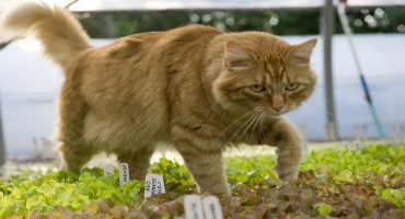 Risks Posed by Cats on Produce Farms