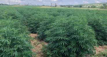 PA Hemp Permits Due Soon