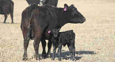 K-State Beef Experts Offer Common Sense Advice