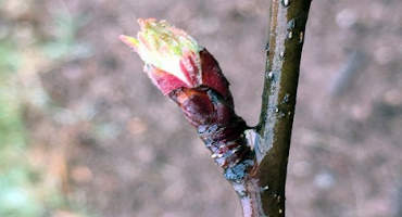 Disease Update: First Apple Scab Spores of the 2020 Season Detected