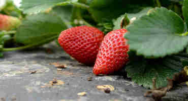 Strawberries: Test for Nutrients in Spring to Get a Good Crop in Summer