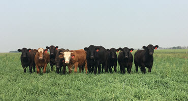 Research into GHG and the beef industry
